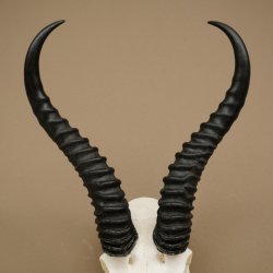 Trofeo de antílope springbok (cráneo) HL 29 cm 88.6.107
