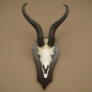 Trofeo de antílope springbok (cráneo) de 34 cm de altura, montado en placa de trofeo 88.6.108