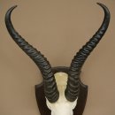 Trofeo de antílope springbok (cráneo) de 34 cm de altura, montado en placa de trofeo 88.6.108