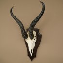 Trofeo de antílope springbok (cráneo) de 34 cm de altura, montado en placa de trofeo 88.6.108