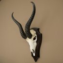 Trofeo de antílope springbok (cráneo) de 34 cm de altura, montado en placa de trofeo 88.6.108