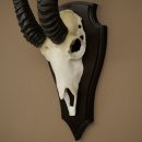 Trofeo de antílope springbok (cráneo) de 34 cm de altura, montado en placa de trofeo 88.6.108