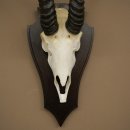 Trofeo de antílope springbok (cráneo) de 34 cm de altura, montado en placa de trofeo 88.6.108