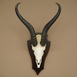 Trofeo de antílope springbok (cráneo) de 34 cm de altura, montado en placa de trofeo 88.6.108