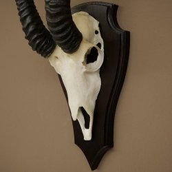 Trofeo de antílope springbok (cráneo) de 34 cm de altura, montado en placa de trofeo 88.6.108