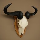 Gnu (Striped Gnu) Skull Trophy, Height 59 cm, African...
