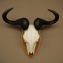 Gnu (Striped Gnu) Skull Trophy, Height 59 cm, African Skull Trophy, Trophy Shield 88.9.50
