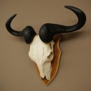 Gnu (Striped Gnu) Skull Trophy, Height 59 cm, African Skull Trophy, Trophy Shield 88.9.50