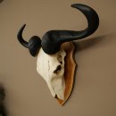 Gnu (Striped Gnu) Skull Trophy, Height 59 cm, African Skull Trophy, Trophy Shield 88.9.50