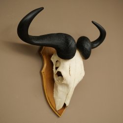 Gnu (Striped Gnu) Skull Trophy, Height 59 cm, African Skull Trophy, Trophy Shield 88.9.50