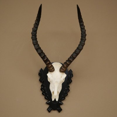 Antilope impala (Aepyceros) – Trofeo di cranio, altezza 48 cm, con scudo intagliato, 88.4.72