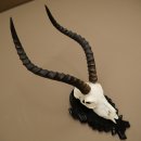 Antilope impala (Aepyceros) – Trofeo di cranio, altezza 48 cm, con scudo intagliato, 88.4.72