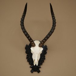 Antilope impala (Aepyceros) – Trofeo di cranio, altezza 48 cm, con scudo intagliato, 88.4.72