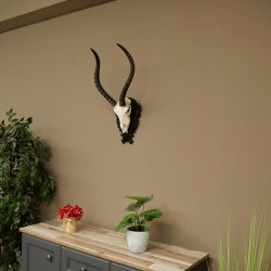Antilope impala (Aepyceros) – Trofeo di cranio, altezza 48 cm, con scudo intagliato, 88.4.72