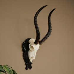 Antilope impala (Aepyceros) – Trofeo di cranio, altezza 48 cm, con scudo intagliato, 88.4.72