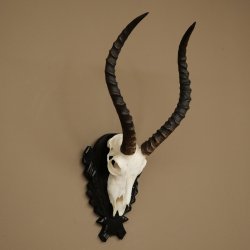 Antilope impala (Aepyceros) – Trofeo di cranio, altezza 48 cm, con scudo intagliato, 88.4.72