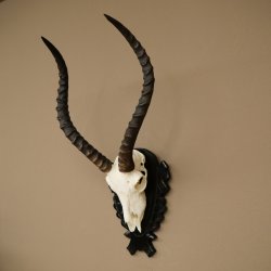Antilope impala (Aepyceros) – Trofeo di cranio, altezza 48 cm, con scudo intagliato, 88.4.72