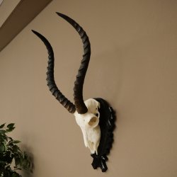 Antilope impala (Aepyceros) – Trofeo di cranio, altezza 48 cm, con scudo intagliato, 88.4.72