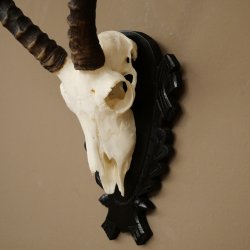 Antilope impala (Aepyceros) – Trofeo di cranio, altezza 48 cm, con scudo intagliato, 88.4.72