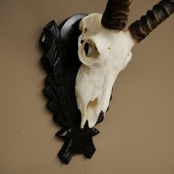 Antilope impala (Aepyceros) – Trofeo di cranio, altezza 48 cm, con scudo intagliato, 88.4.72