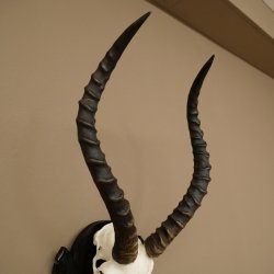 Antilope impala (Aepyceros) – Trofeo di cranio, altezza 48 cm, con scudo intagliato, 88.4.72