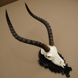 Antilope impala (Aepyceros) – Trofeo di cranio, altezza 48 cm, con scudo intagliato, 88.4.72