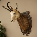 Gamskopf Gams Gamshaupt Gemse SL 23,2 cm Kopf...