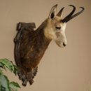 Gamskopf Gams Gamshaupt Gemse SL 23,2 cm Kopf...