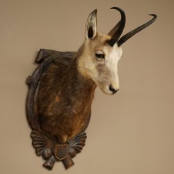 Chamois Head Chamois SL 23.2 cm Head Mount on a Carved Trophy Shield 85.13.70