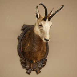 Chamois Head Chamois SL 23.2 cm Head Mount on a Carved Trophy Shield 85.13.70