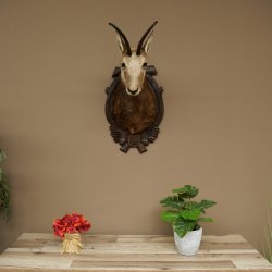Chamois Head Chamois SL 23.2 cm Head Mount on a Carved Trophy Shield 85.13.70