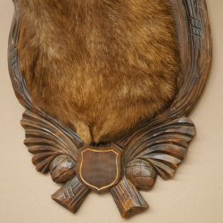 Chamois Head Chamois SL 23.2 cm Head Mount on a Carved Trophy Shield 85.13.70