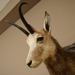 Chamois Head Chamois SL 23.2 cm Head Mount on a Carved Trophy Shield 85.13.70
