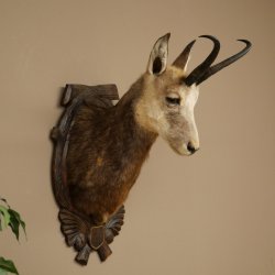 Chamois Head Chamois SL 23.2 cm Head Mount on a Carved Trophy Shield 85.13.70