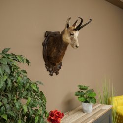 Chamois Head Chamois SL 23.2 cm Head Mount on a Carved Trophy Shield 85.13.70