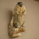 Marmot mount, height 68 cm, standing on a tree trunk;...