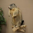 Préparation taxidermique de marmotte, hauteur 68 cm, debout sur un tronc darbre, trophée de marmotte, référence 89.12.75