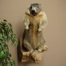 Préparation taxidermique de marmotte, hauteur 68 cm, debout sur un tronc darbre, trophée de marmotte, référence 89.12.75