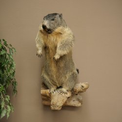 Préparation taxidermique de marmotte, hauteur 68 cm, debout sur un tronc darbre, trophée de marmotte, référence 89.12.75