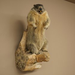 Préparation taxidermique de marmotte, hauteur 68 cm, debout sur un tronc darbre, trophée de marmotte, référence 89.12.75