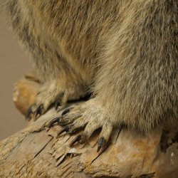 Préparation taxidermique de marmotte, hauteur 68 cm, debout sur un tronc darbre, trophée de marmotte, référence 89.12.75