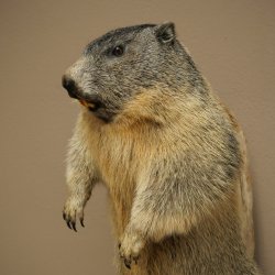 Préparation taxidermique de marmotte, hauteur 68 cm, debout sur un tronc darbre, trophée de marmotte, référence 89.12.75