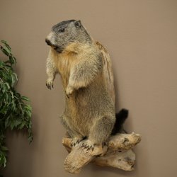 Préparation taxidermique de marmotte, hauteur 68 cm, debout sur un tronc darbre, trophée de marmotte, référence 89.12.75