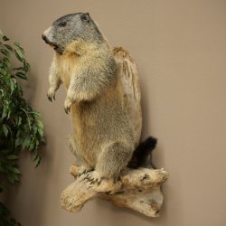 Préparation taxidermique de marmotte, hauteur 68 cm, debout sur un tronc darbre, trophée de marmotte, référence 89.12.75