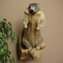 Préparation taxidermique de marmotte, hauteur 68 cm, debout sur un tronc darbre, trophée de marmotte, référence 89.12.75