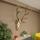 Rothirschgeweih ung. 14 ender Hirsch Höhe 125 cm...