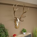 Gewei van een edelhert, ca. 14-ender, hoogte 125 cm, hertengewei op een bewerkt trofee-bord