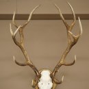 Gewei van een edelhert, ca. 14-ender, hoogte 125 cm, hertengewei op een bewerkt trofee-bord