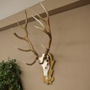 Gewei van een edelhert, ca. 14-ender, hoogte 125 cm, hertengewei op een bewerkt trofee-bord