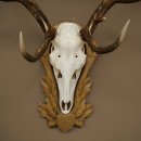 Gewei van een edelhert, ca. 14-ender, hoogte 125 cm, hertengewei op een bewerkt trofee-bord